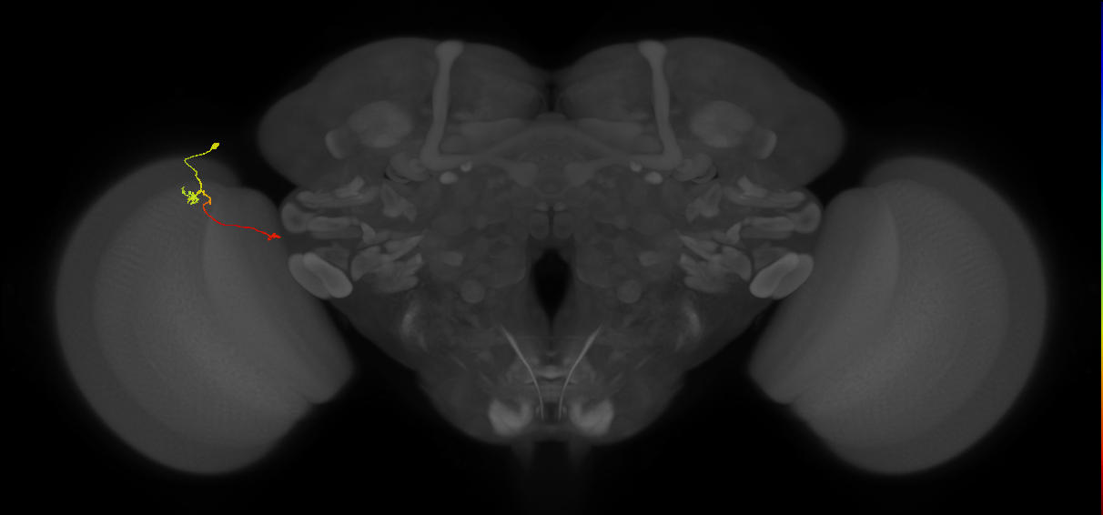 Tm5a_L (MaleCNS:340244)
