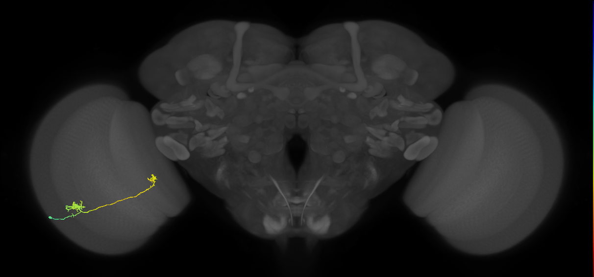 Tm5a_L (MaleCNS:85854)
