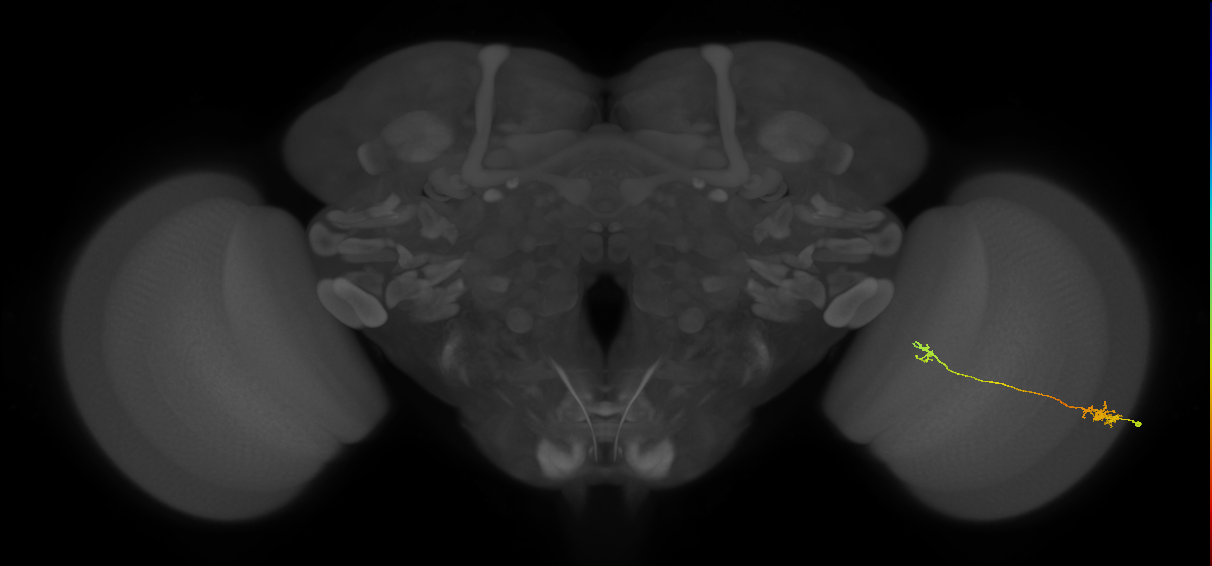 Tm5a_R (MaleCNS:93634)