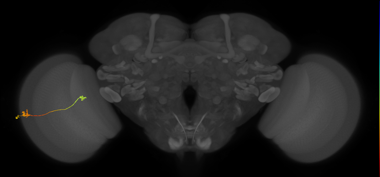 Tm5a_L (MaleCNS:520314)