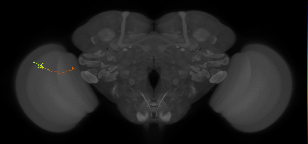 Tm5a_L (MaleCNS:162470)