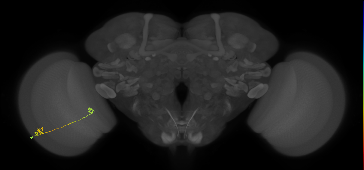 Tm5a_L (MaleCNS:89438)