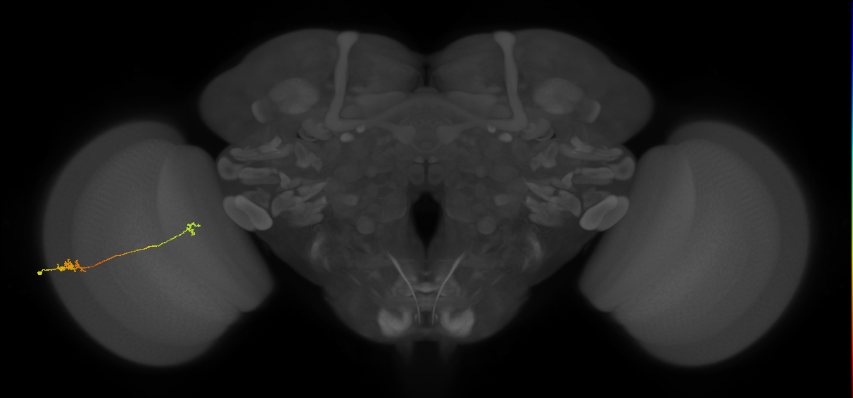 Tm5a_L (MaleCNS:164416)