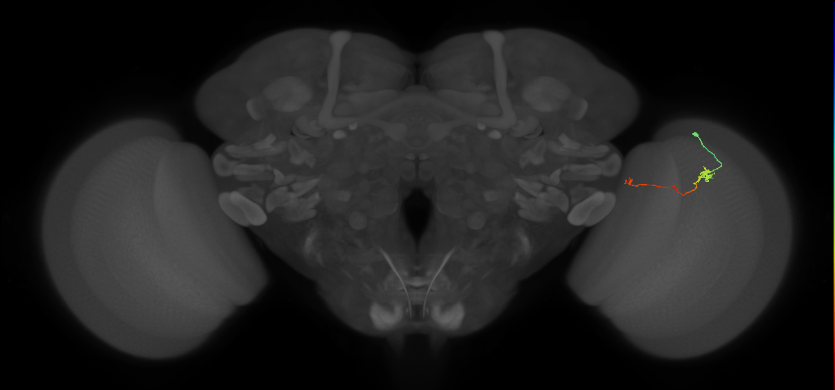 Tm5a_R (MaleCNS:147265)