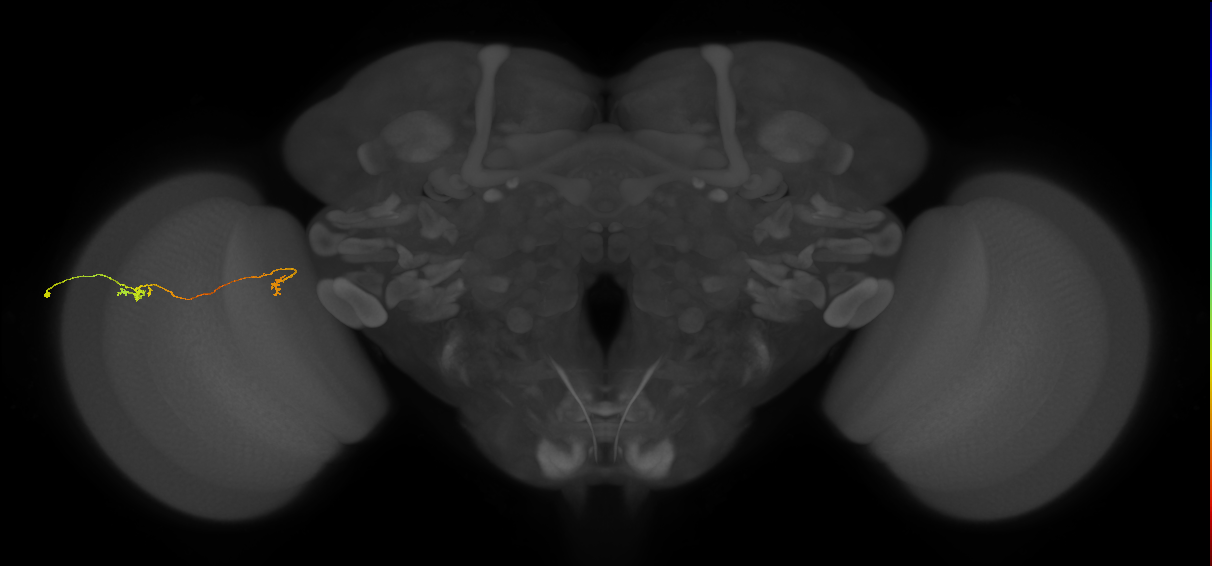Tm5a_L (MaleCNS:127799)