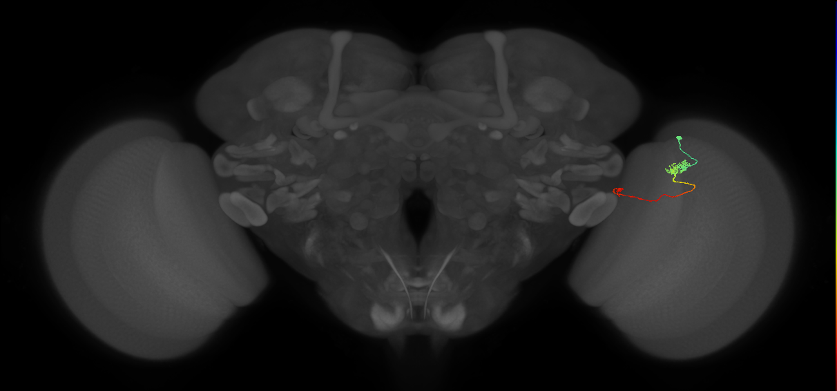 Tm5a_R (MaleCNS:147964)