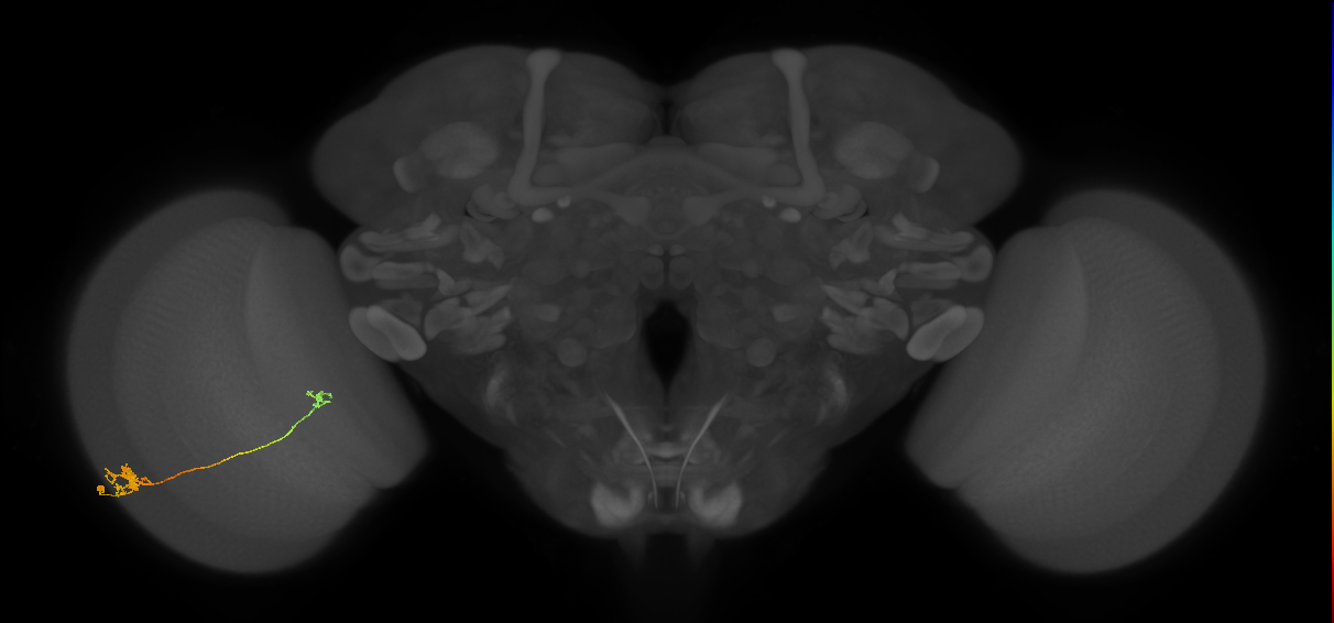 Tm5a_L (MaleCNS:537756)