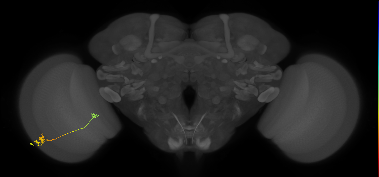 Tm5a_L (MaleCNS:70061)
