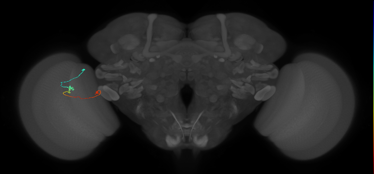 Tm5a_L (MaleCNS:546734)
