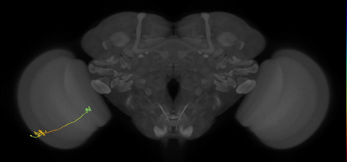 Tm5a_L (MaleCNS:543773)