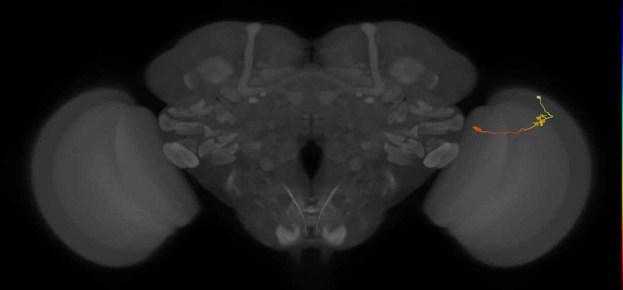Tm5a_R (MaleCNS:142166)