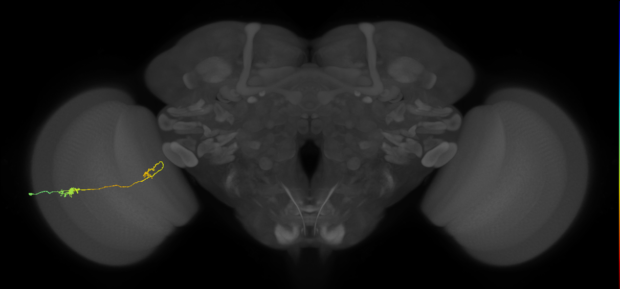 Tm5a_L (MaleCNS:518583)