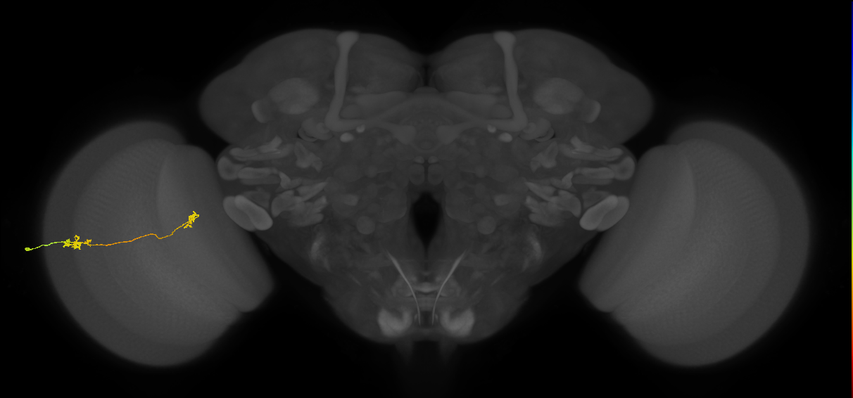 Tm5a_L (MaleCNS:539705)