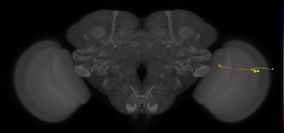 Tm5a_R (MaleCNS:554553)