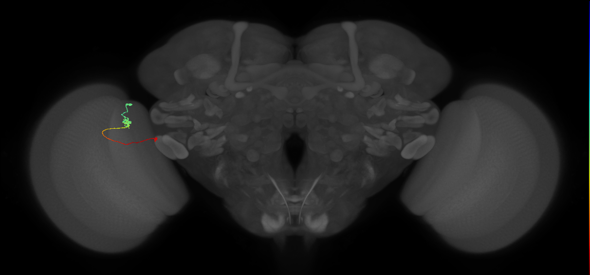 Tm5a_L (MaleCNS:202709)