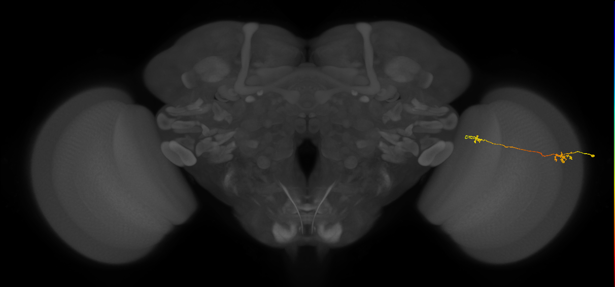 Tm5a_R (MaleCNS:125051)
