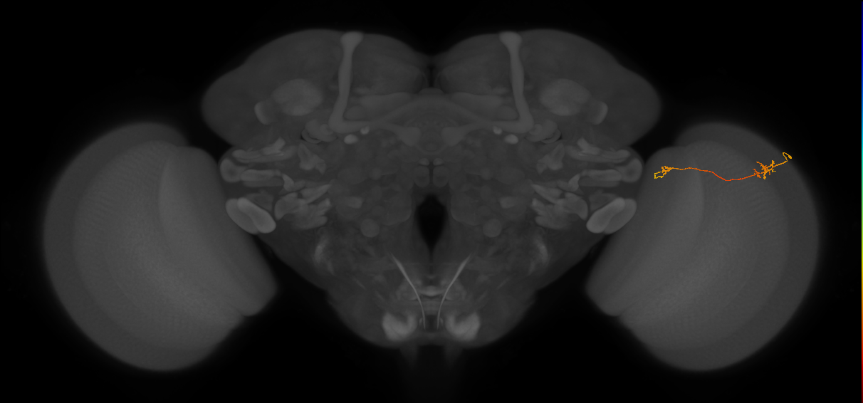 Tm5a_R (MaleCNS:143976)