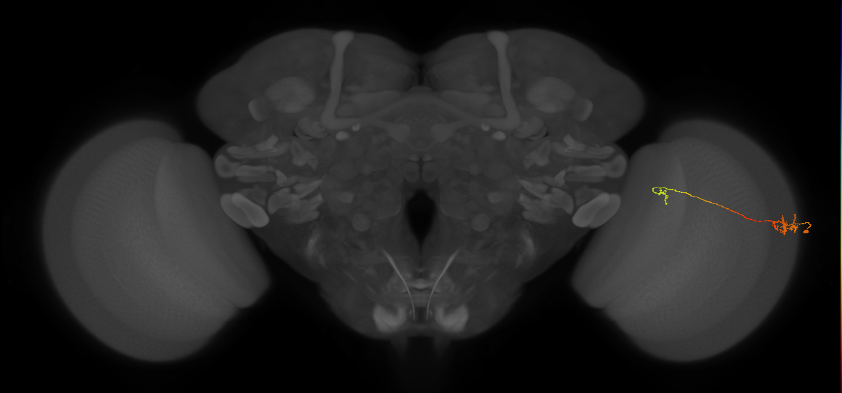 Tm5a_R (MaleCNS:180482)