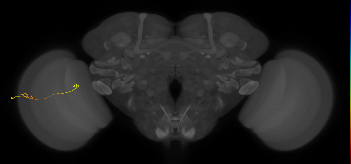 Tm5a_L (MaleCNS:129102)