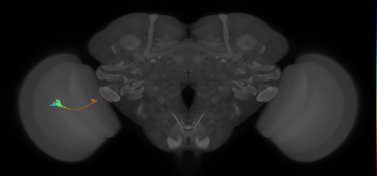 Tm5a_L (MaleCNS:567567)