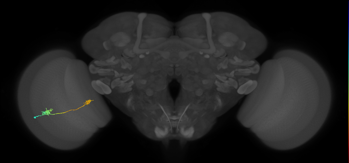 Tm5a_L (MaleCNS:69363)