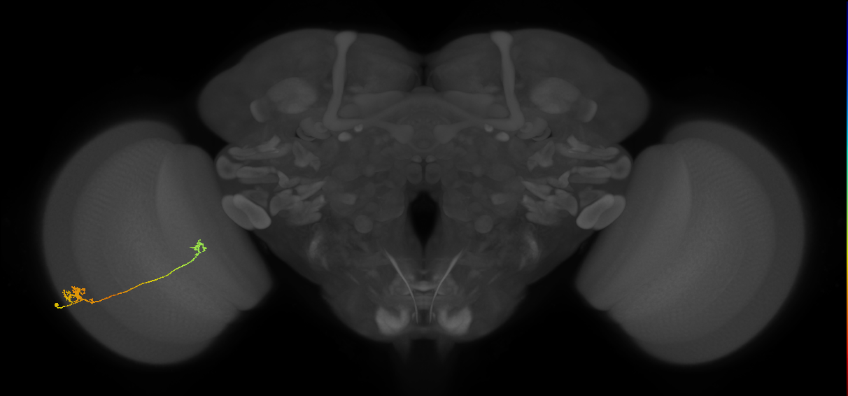 Tm5a_L (MaleCNS:82274)