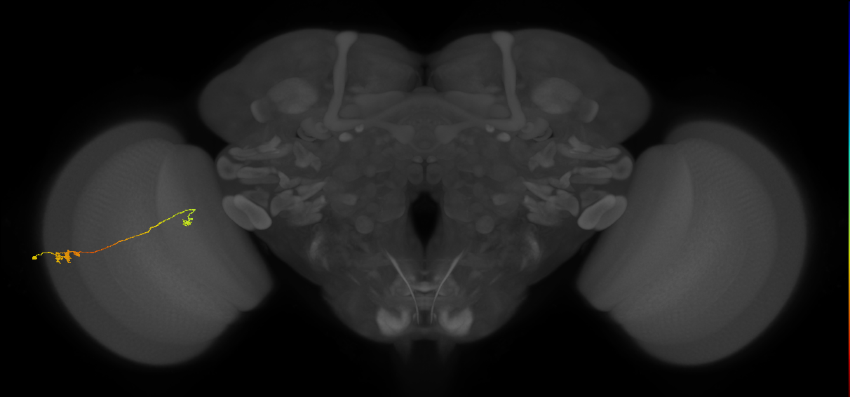 Tm5a_L (MaleCNS:114551)