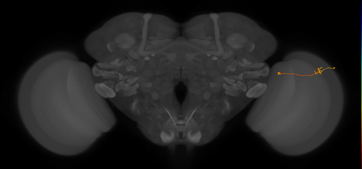 Tm5a_R (MaleCNS:151588)