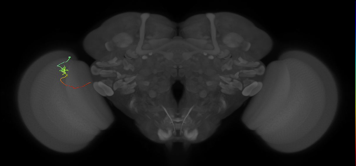 Tm5a_L (MaleCNS:214062)