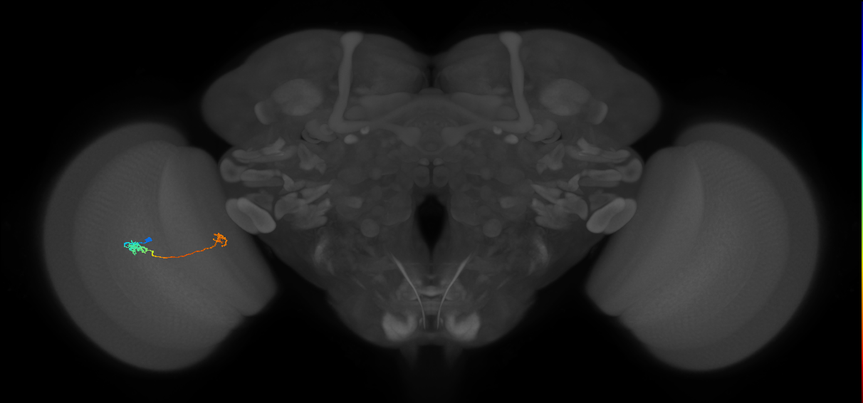 Tm5a_L (MaleCNS:517348)
