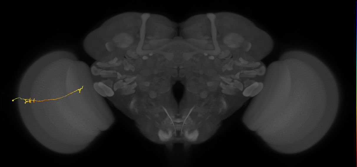 Tm5a_L (MaleCNS:128823)