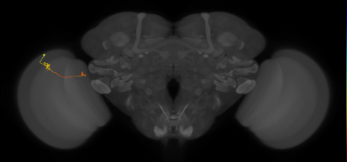 Tm5a_L (MaleCNS:190779)