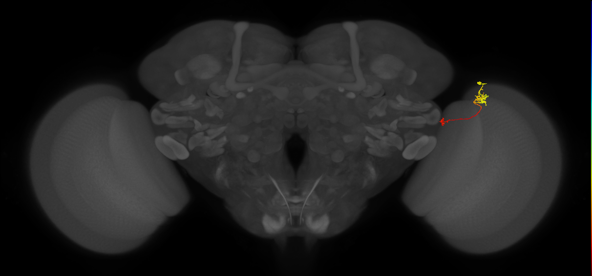 Tm5a_R (MaleCNS:136594)