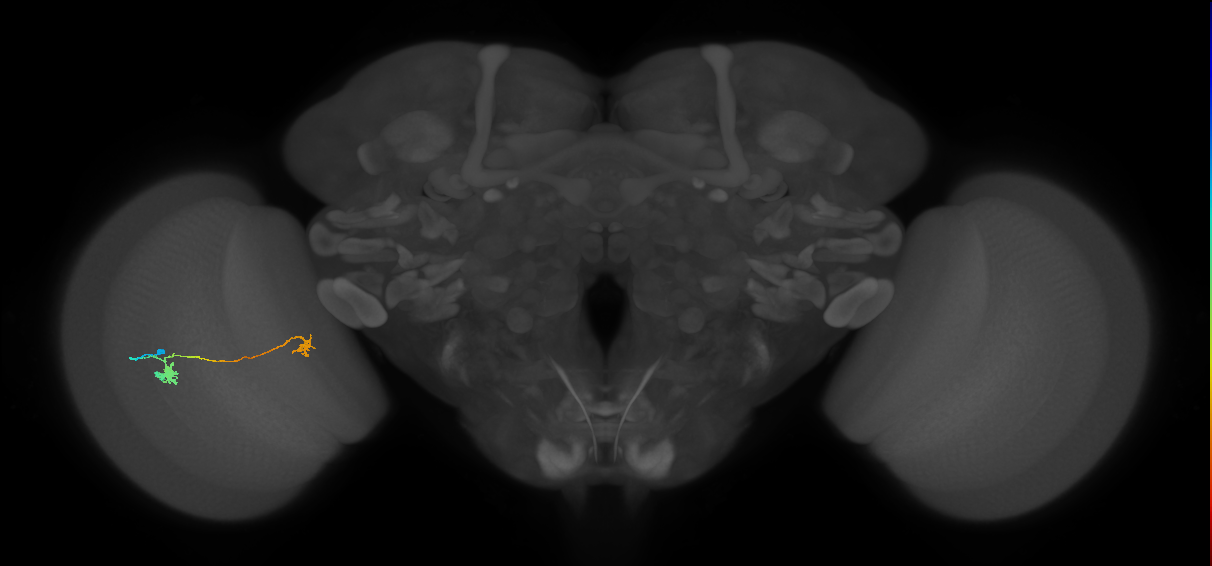 Tm5a_L (MaleCNS:149044)
