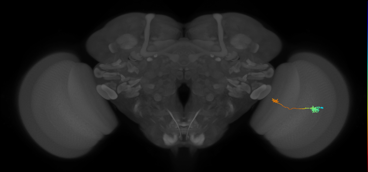 Tm5a_R (MaleCNS:102640)