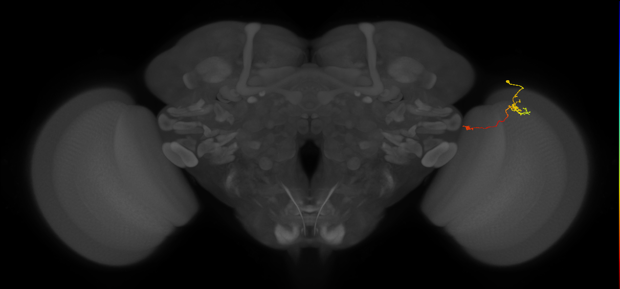 Tm5a_R (MaleCNS:138984)