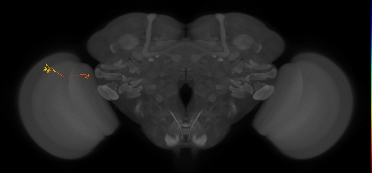 Tm5a_L (MaleCNS:206065)