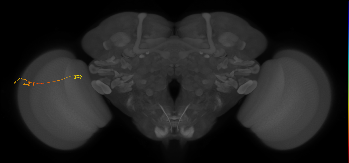 Tm5a_L (MaleCNS:162546)