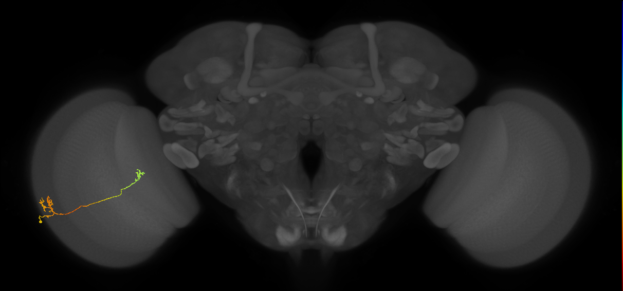 Tm5a_L (MaleCNS:515623)