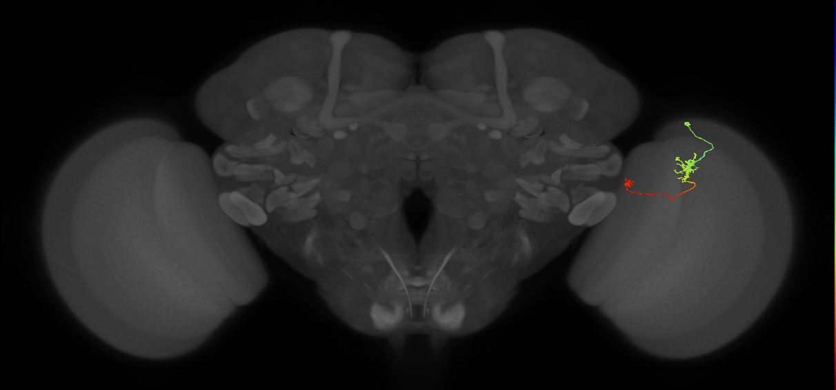 Tm5b_R (MaleCNS:117589)