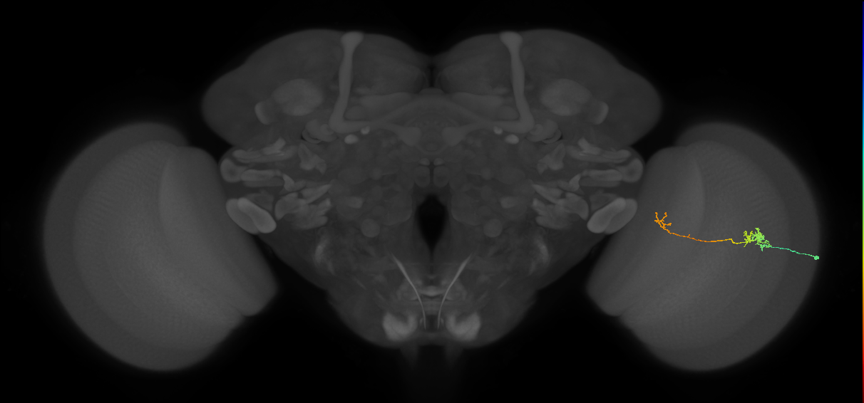 Tm5b_R (MaleCNS:103661)
