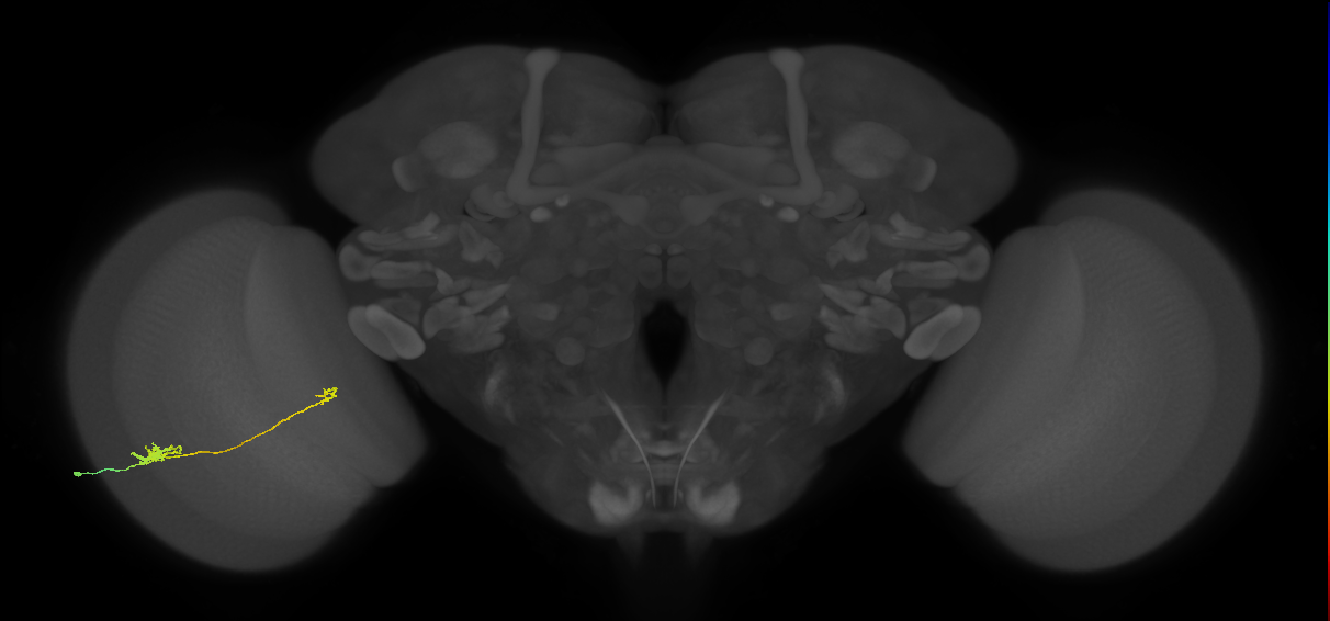 Tm5b_L (MaleCNS:85313)