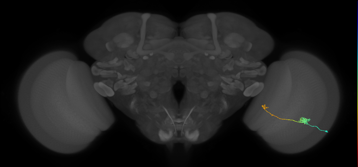 Tm5b_R (MaleCNS:95796)