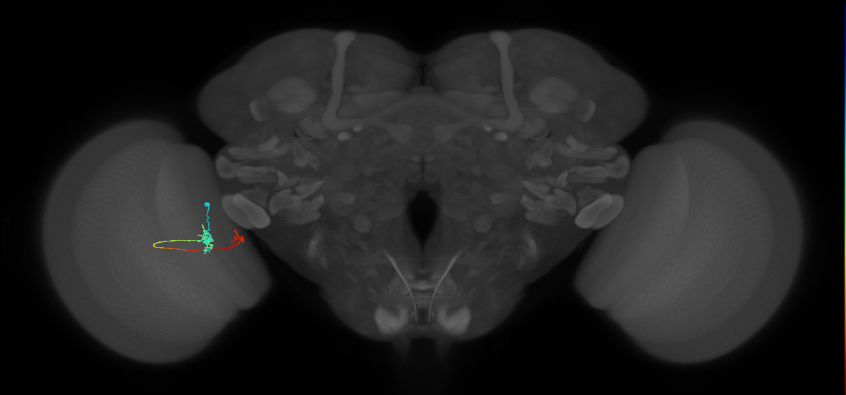 Tm5b_L (MaleCNS:78468)