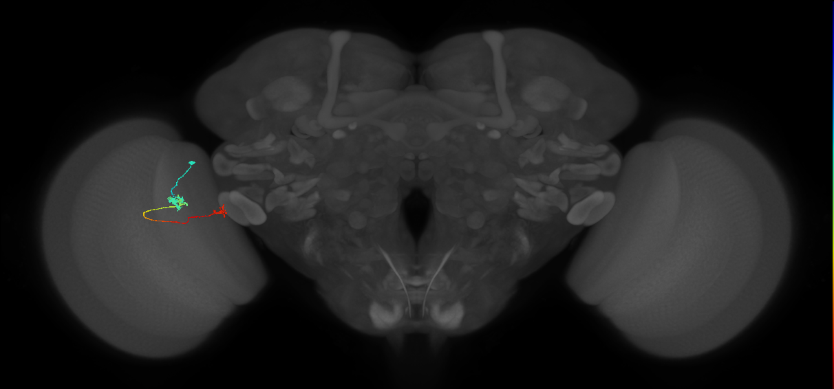Tm5b_L (MaleCNS:47535)