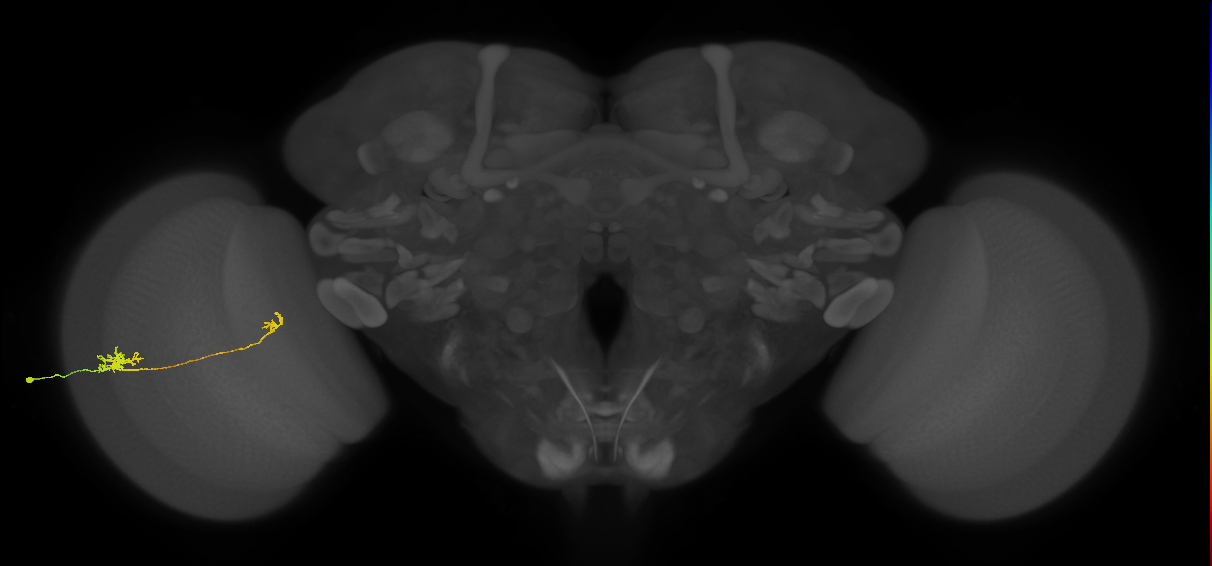 Tm5b_L (MaleCNS:83023)