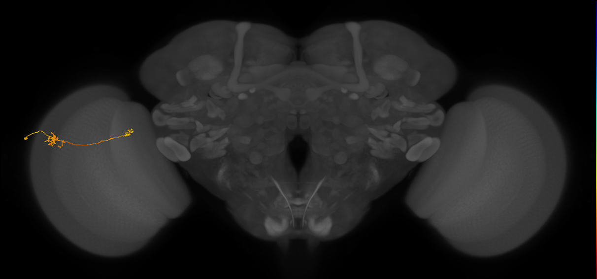 Tm5b_L (MaleCNS:113652)