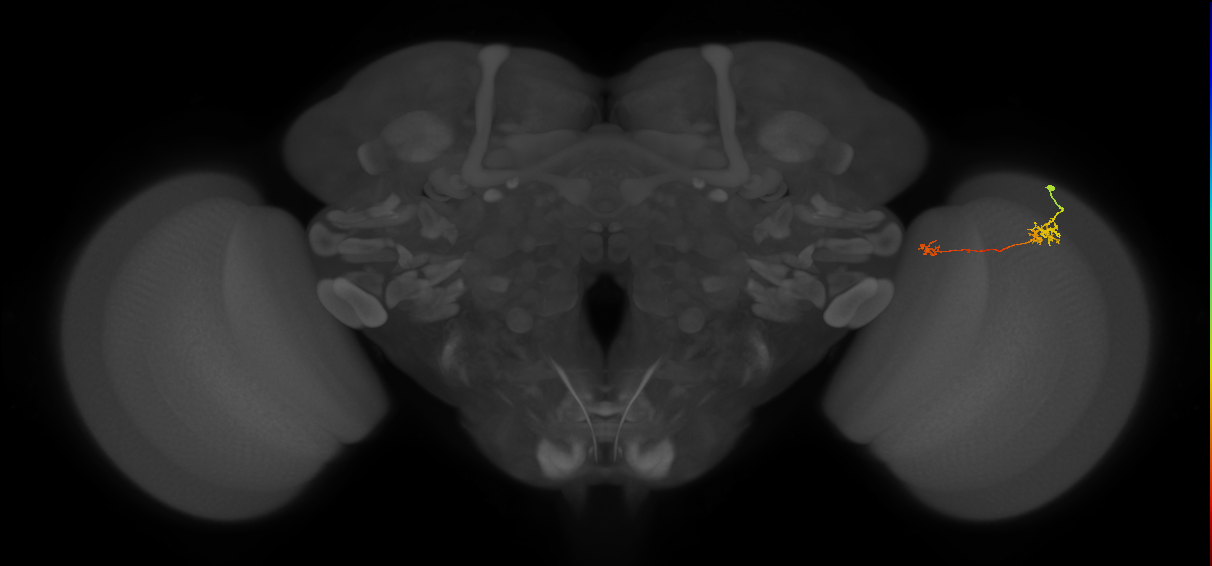 Tm5b_R (MaleCNS:112935)