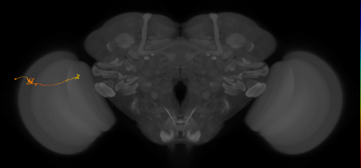 Tm5b_L (MaleCNS:117843)
