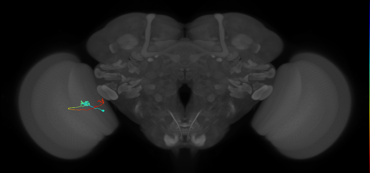 Tm5b_L (MaleCNS:514400)